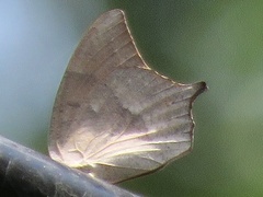 Anaea andria