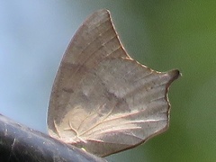 Anaea andria
