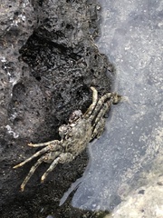 Grapsus tenuicrustatus