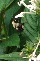 Bombus impatiens image