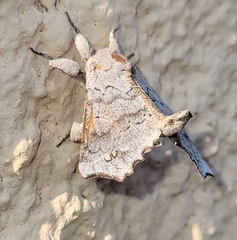 Olceclostera seraphica