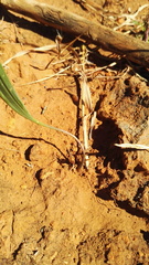 Eriospermum abyssinicum