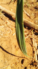 Eriospermum abyssinicum