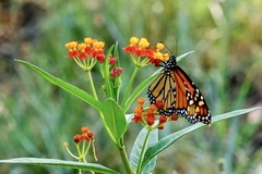 Danaus plexippus