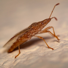 Belonochilus numenius