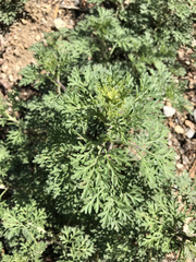 Hymenothrix wislizeni