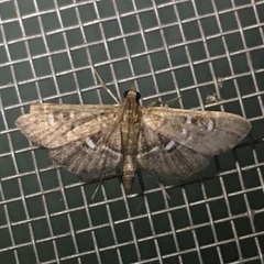 Diathrausta