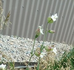 Silene parryi