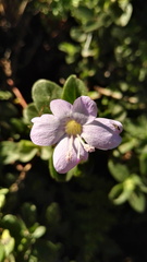 Barleria obtusa