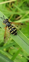 Chrysotoxum festivum