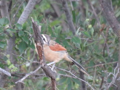 Tchagra australis australis