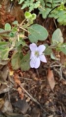 Barleria obtusa