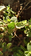 Barleria obtusa