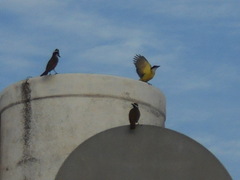 Pitangus sulphuratus