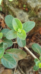 Barleria obtusa