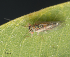 Platycorypha nigrivirga