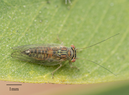 Tipu psyllid photo 4