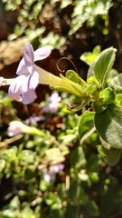 Barleria obtusa