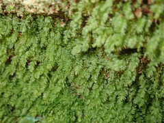 Mnium stellare