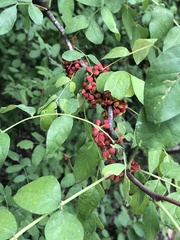 Zanthoxylum americanum