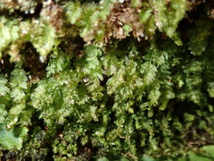 Mnium stellare