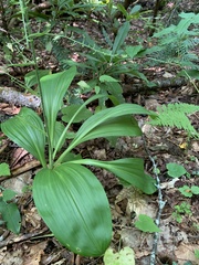 Veratrum parviflorum