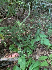 Veratrum parviflorum