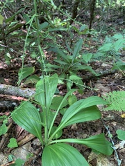 Veratrum parviflorum