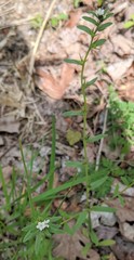 Myosotis verna