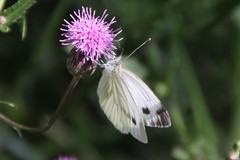Pieris napi