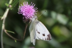 Pieris napi