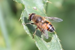 Eristalis tenax