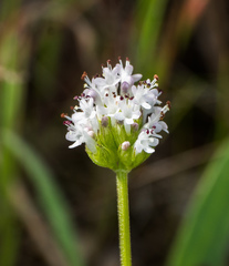 Plectritis macrocera
