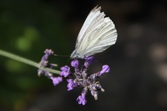 Pieris napi