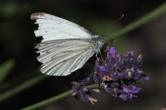 Pieris napi