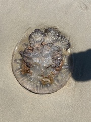 Rhizostomatidae