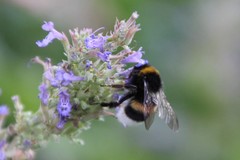 Bombus