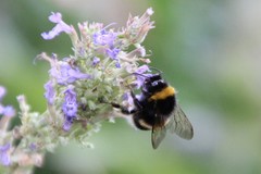 Bombus