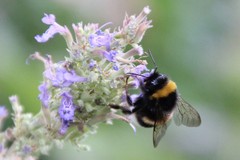 Bombus