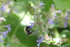 Bombus