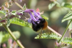 Bombus
