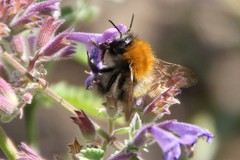 Bombus
