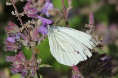 Pieris napi