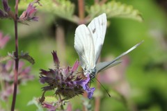Pieris napi