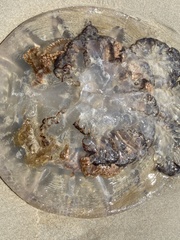 Rhizostomatidae