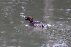 Tachybaptus ruficollis