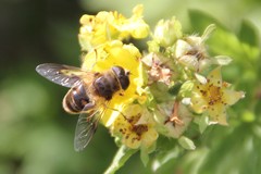 Eristalis tenax