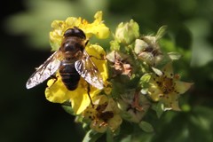 Eristalis tenax