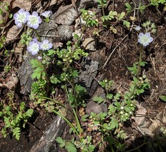 Phacelia dubia