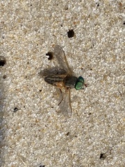 Tabanus nigrovittatus